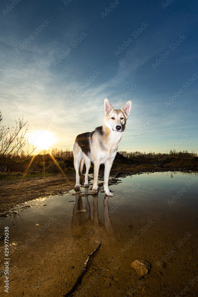 Cute Dog standing near water during sunset Cute Dog standing near water during sunset