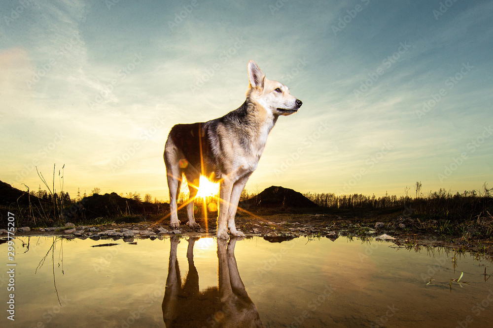 Cute Dog standing near water during sunset Cute Dog standing near water during sunset