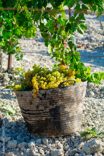 Foto New harvest of ripe white grape growing on special soil in Andalusia, Spain, swe