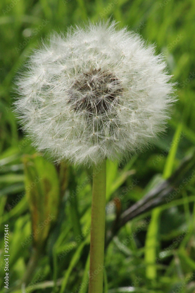 Fototapeta premium Dandelion