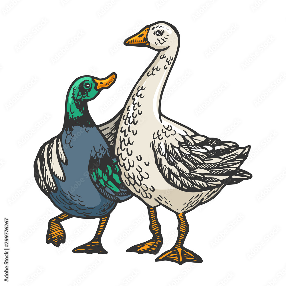 Duck and goose friends engraving vector illustration. T-shirt apparel print design. Scratch board style imitation. Black and white hand drawn image. Duck and goose friends engraving vector illustration. T-shirt apparel print design. Scratch board style imitation. Black and white hand drawn image.