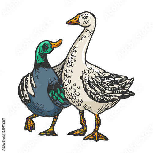 Duck and goose friends engraving vector illustration. T-shirt apparel print design. Scratch board style imitation. Black and white hand drawn image.