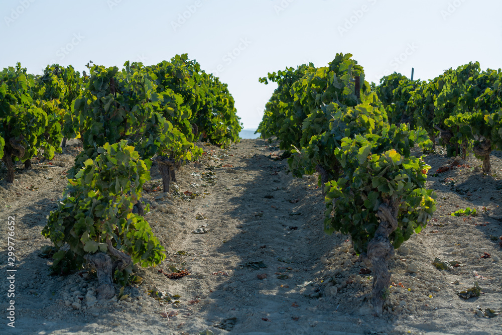Landscape with famous sherry wine grape vineyards in Andalusia, Spain, sweet pedro ximenez or muscat, or palomino grape ready to harvest, used for production of jerez, sherry sweet and dry wines