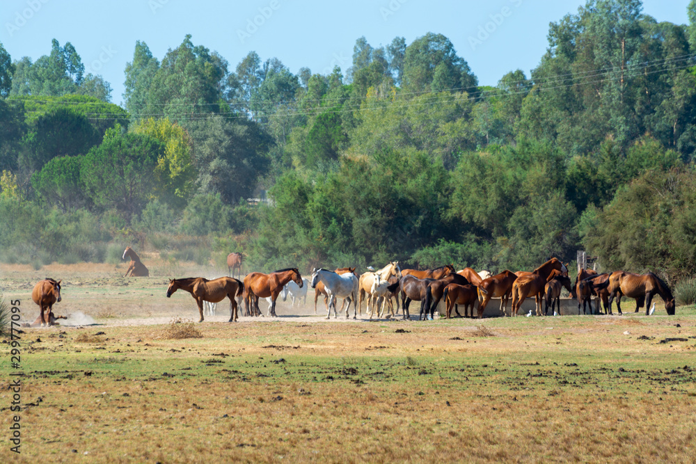 Obraz premium Herd of horses on farm in El Rocio, Andalusia, Spain