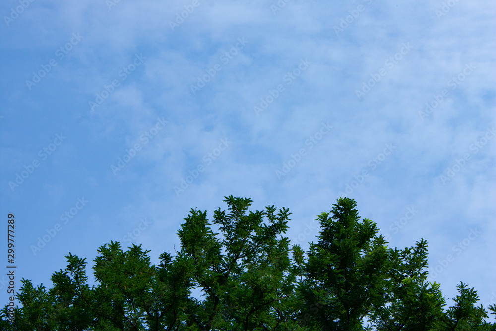 Obraz premium 木と青空