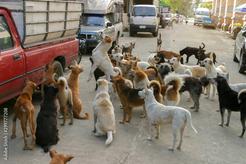 Bilde på lerret Group of mixed homeless dogs waiting for feeding time on sub main road background