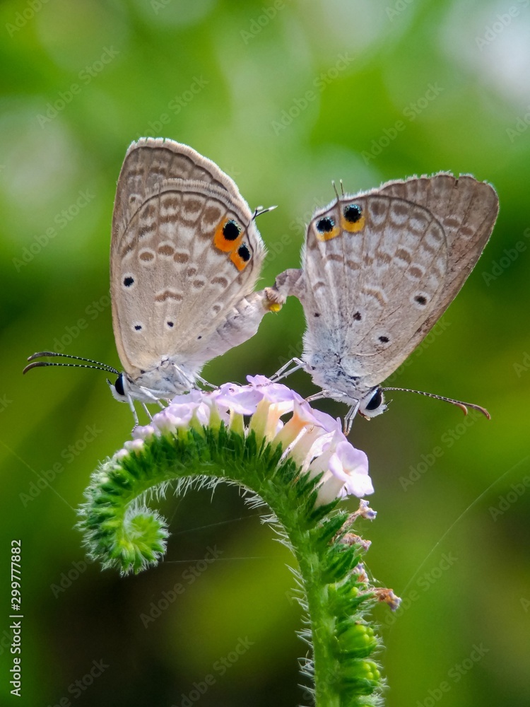 Obraz premium butterfly on flower