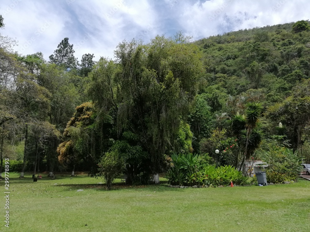 Naklejka premium arbol grande con vegetación y cielo