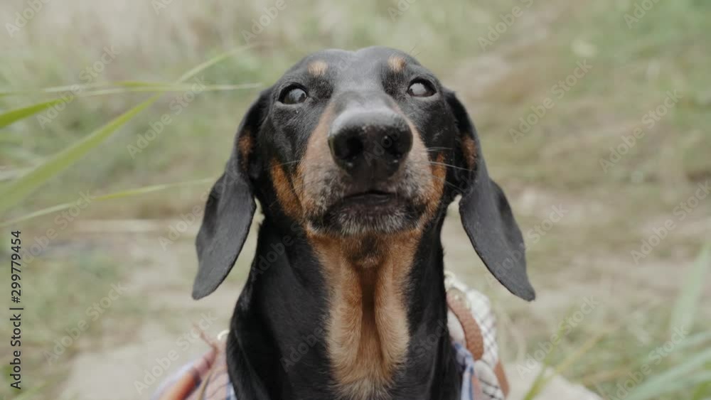 Funny Dachshund Barks And Blinks Looking To The Camera Funny Dachshund Barks And Blinks Looking To The Camera