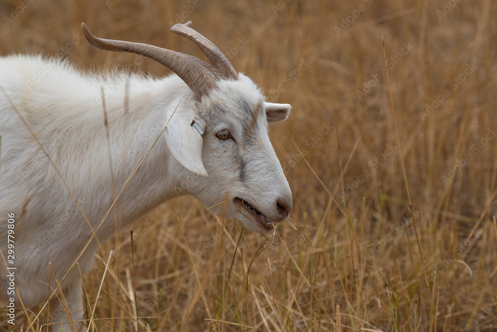 Fototapeta premium White goat grazes in grassy meadow