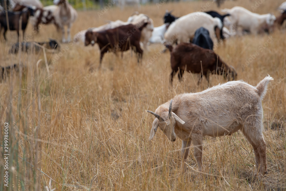A herd of goats graze in a grassy meadow A herd of goats graze in a grassy meadow