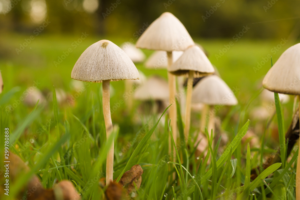 Psathyrella corrugis a mushroom species also known as the red edge brittlestem Psathyrella corrugis a mushroom species also known as the red edge brittlestem