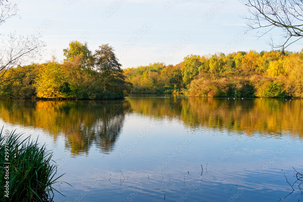 Across the still mirrored surface of a small lake surrounded by trees and bushes on a bright autumn morning.
