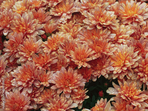 Chrysanthemum koreanum oder Herbstchrysantheme, letzte Blumen im Garten mit wunderbare Farbpalette