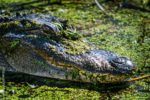 American Alligator in the water 