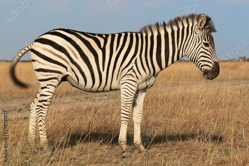 Zebra African animal standing on steppe pasture, autumn safari landscape. © Travel Faery