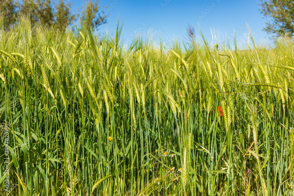 Beautiful field of cereals (wheat, barley, oats) green on a sunny spring day. Space to insert your text. Beautiful field of cereals (wheat, barley, oats) green on a sunny spring day. Space to insert your text.