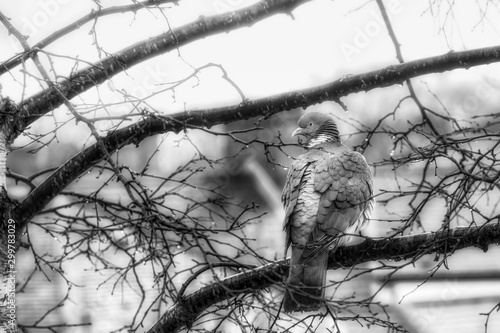 Wood pigeon in a tree