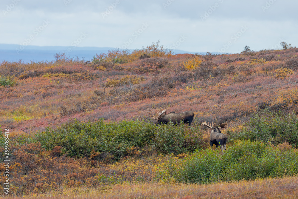 Pair of Alaska Yukon Bull Moose in Autumn