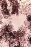 Pine branches in a clear sky form a heart. Copy space. Vintage style.  Vertical frame