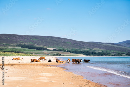 Cows enjoying summer on Brora beach photo