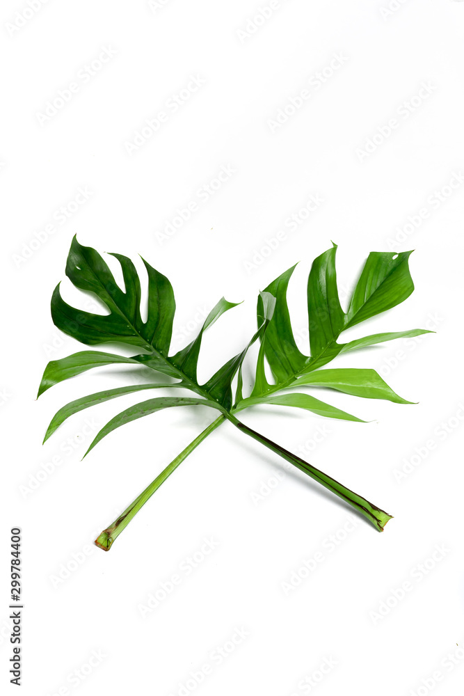Obraz premium Dark green leaves on a white background