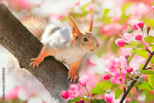 portrait animal cute redhead squirrel sitting on a tree blooming pink Apple t...