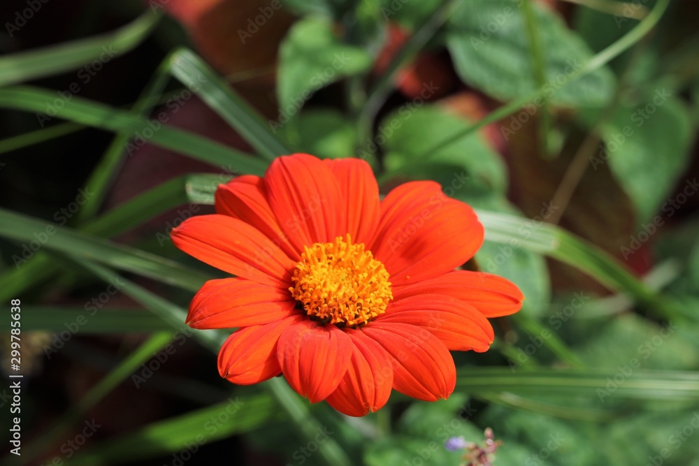 Aster Aster