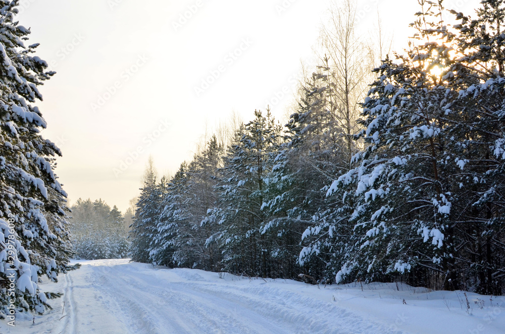 Fototapeta premium Snowy Road in Winter Forest. Awesome winter landscape. A snow-covered path among the trees in the wild forest. Forest in the snow.
