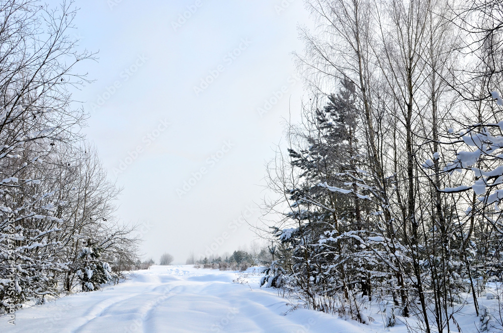 Snowy Road in Winter Forest. Awesome winter landscape. A snow-covered path among the trees in the wild forest. Forest in the snow.