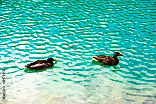 Ducks in clear water of National Park Plitvice Lakes, Croatia