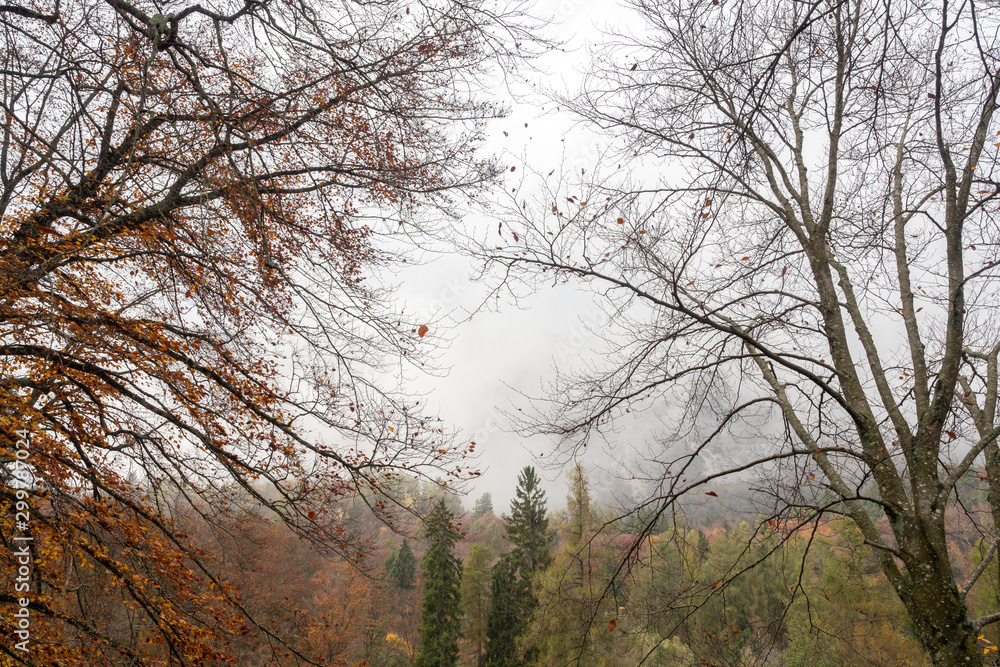 2019_11_1_Cei lake in Trentino, having a walk in the woodland in autumn season 2019_11_1_Cei lake in Trentino, having a walk in the woodland in autumn season
