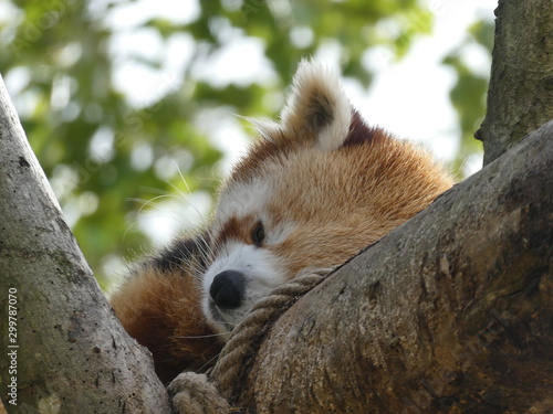 Red panda photo