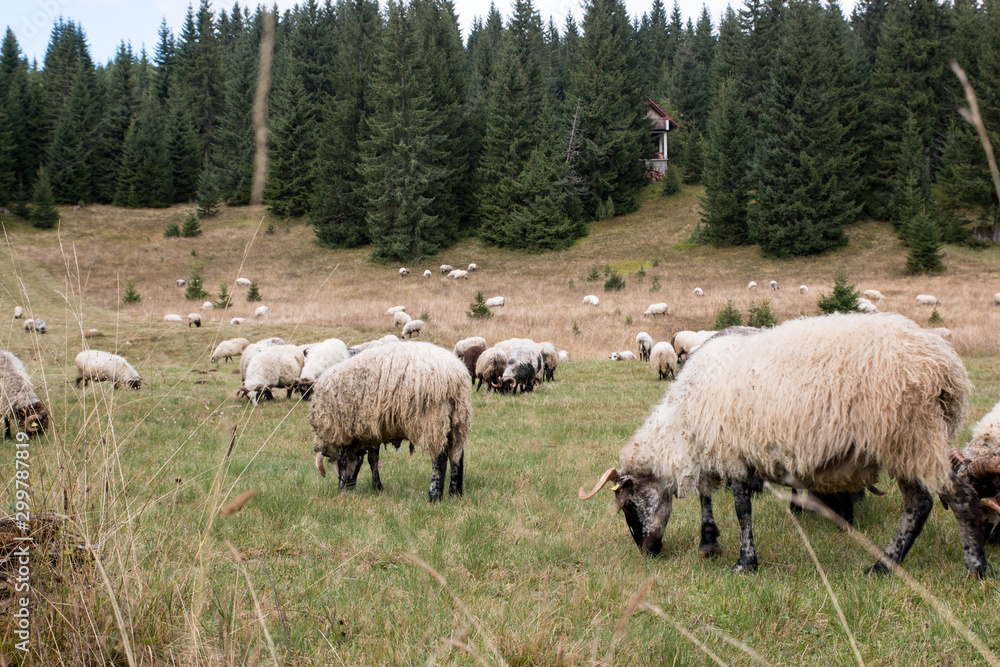Obraz premium Troupeau de moutons