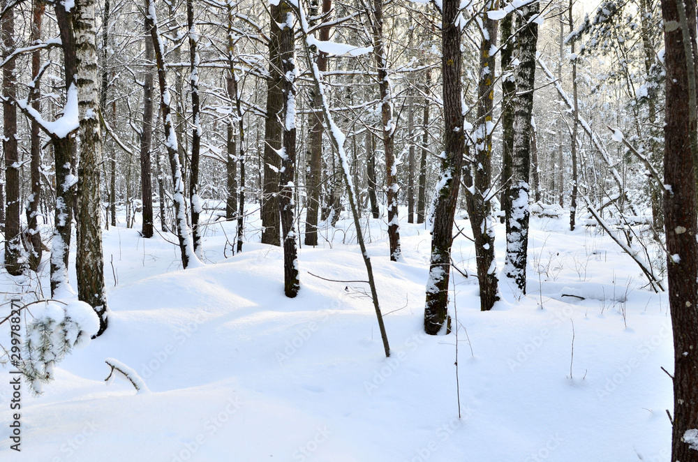 Awesome winter landscape. A snow-covered path among the trees in the wild forest. Winter forest. Forest in the snow. Awesome winter landscape. A snow-covered path among the trees in the wild forest. Winter forest. Forest in the snow.