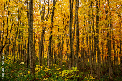 colorful forest in autumn season