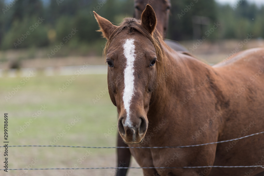 Reddish brown horse with white stripe down head looking for attention Reddish brown horse with white stripe down head looking for attention
