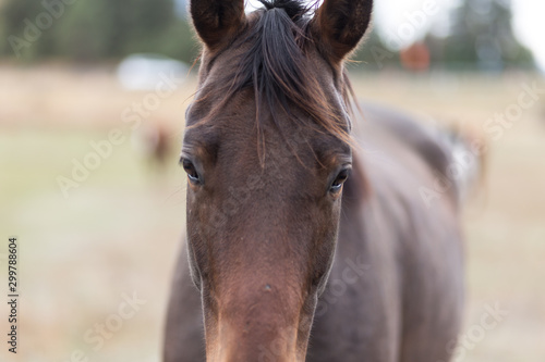 Close up of dark brown horse with blurry background