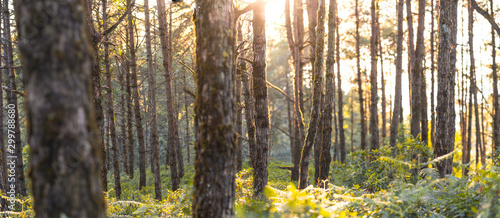 Evening pine forest - Green forest beautiful nature