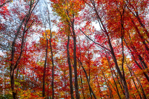 Autumn forest