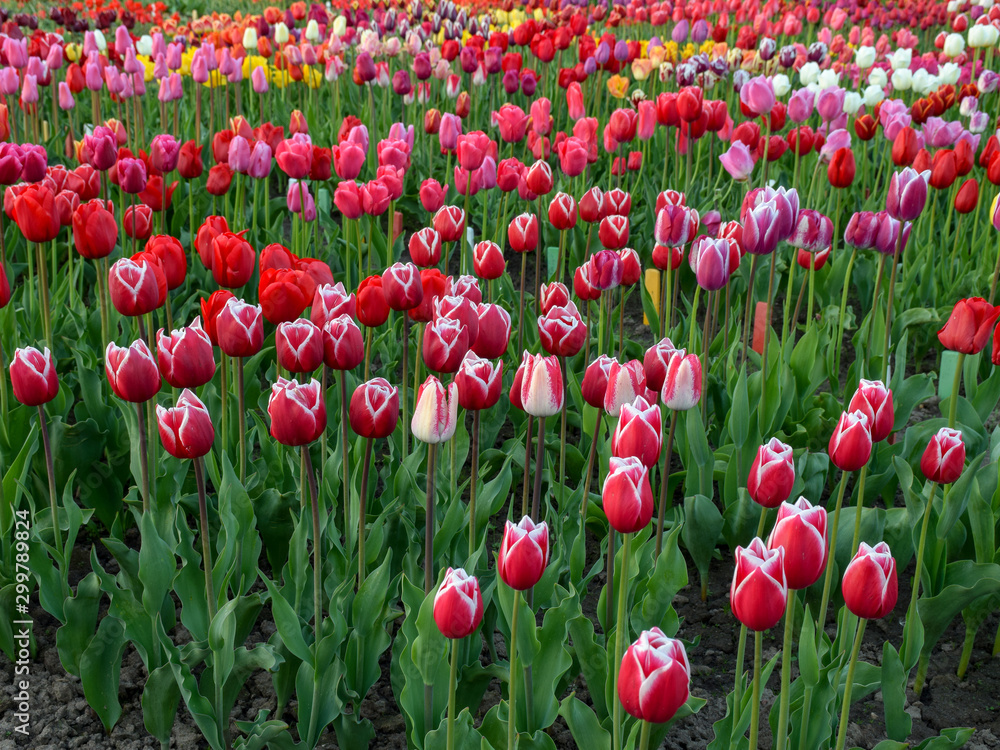 Fototapeta premium landscape with colorful tulip field