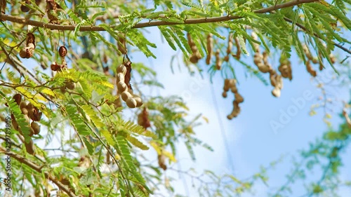 Close up of tamarinds hanging from branches on tree, Curacao photo