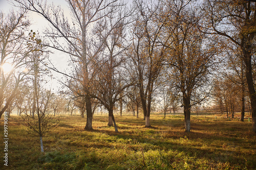 Autumn park in the early morning.