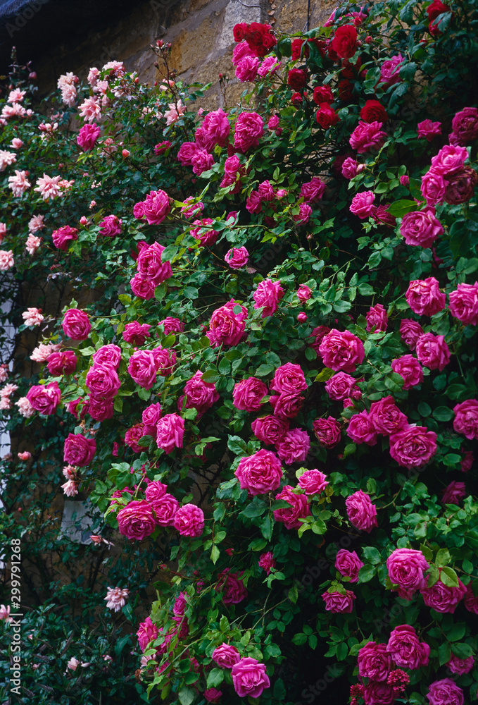Obraz premium Climbing pink roses over wall of Cotswold stone cottage