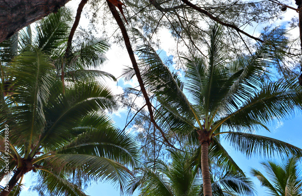 coconut palms on the beaches of asia in phuket in thailand, against the backdrop of mountains and blue sky in bounty style coconut palms on the beaches of asia in phuket in thailand, against the backdrop of mountains and blue sky in bounty style