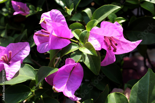Beautiful purple bougainvillea flowers