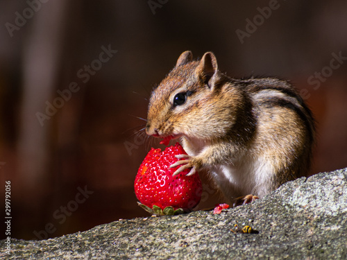 Animal eating fruit in forest