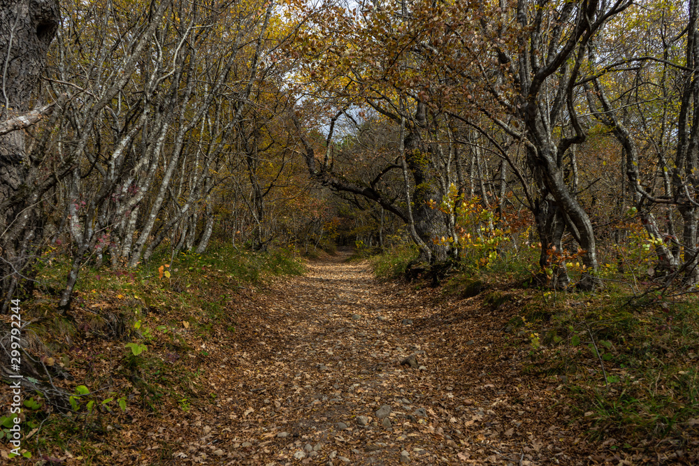 Autumnal travel landscape