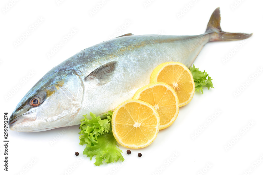 Fish yellowtai on white background (Japanese amberjack) Fish yellowtai on white background (Japanese amberjack)