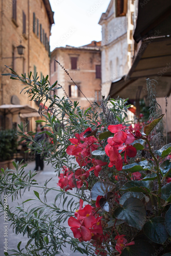 Naklejka premium Close up of pick blooming potted flowers narrow streets of old town in Italy in the background 